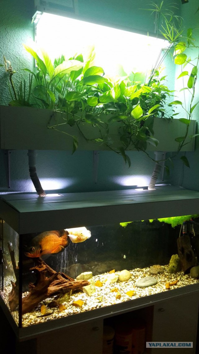 А запилю-ка я пост про рыбок (покажите своим котикам)