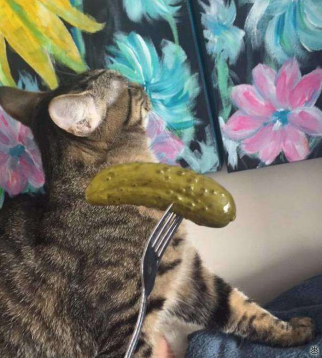 Коты из сети