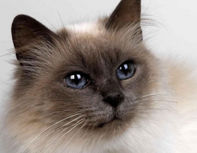 Коты из сети