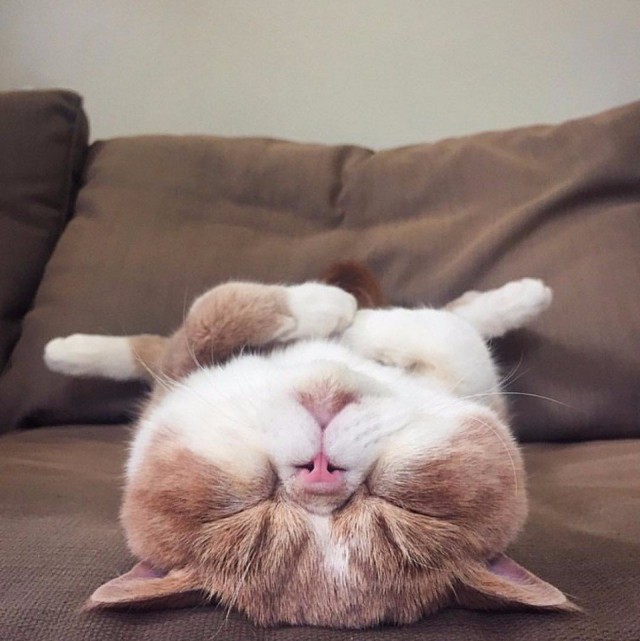 Коты и Кошки