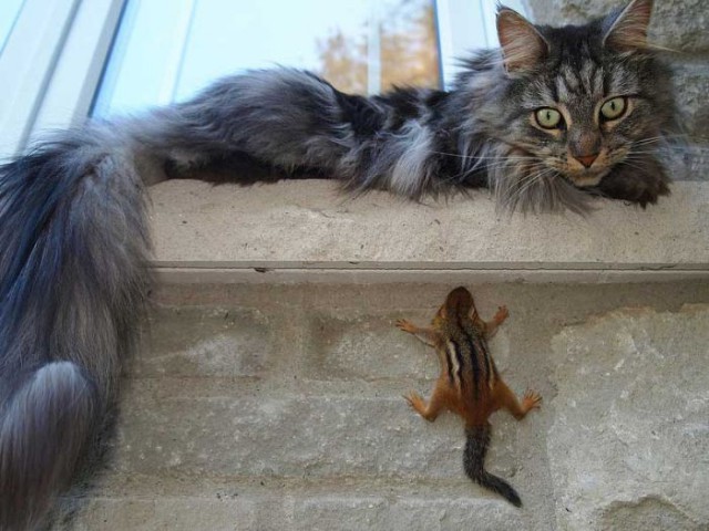 Коты и Кошки