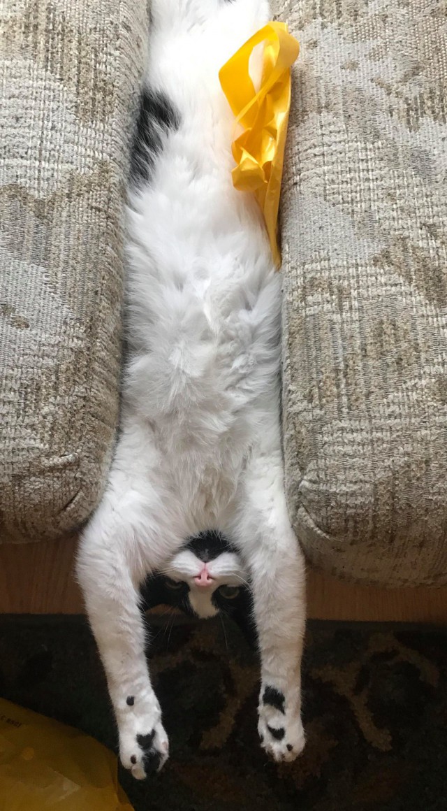 Коты и Кошки