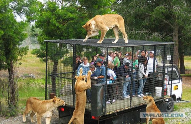 Крокодил, замотанный скотчем, и избитые обезьяны - в Псков приехал зоопарк