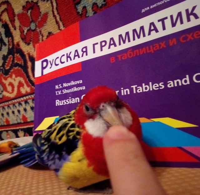 Волнистые попугайчики.