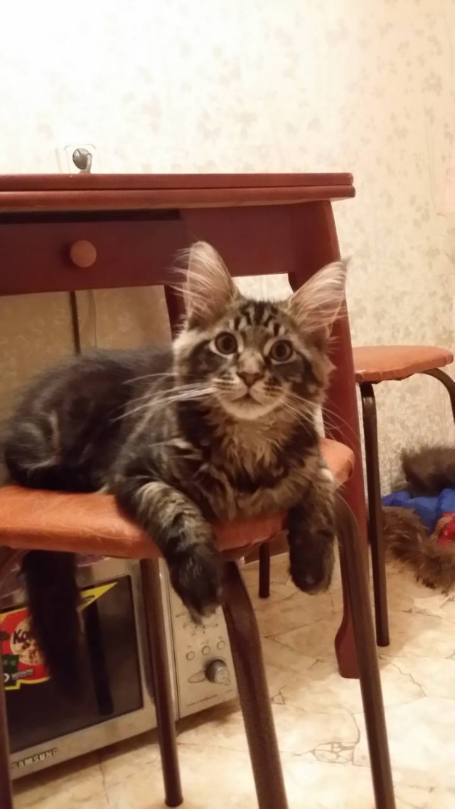 Котовторник  23.01.2018