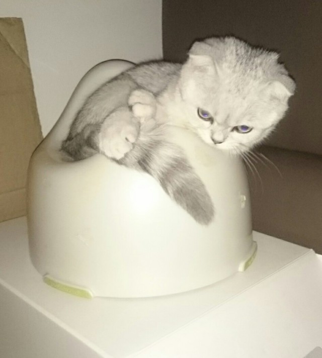 Котовторник 13.03.2018