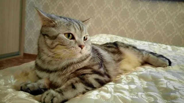Фотобомбы котов