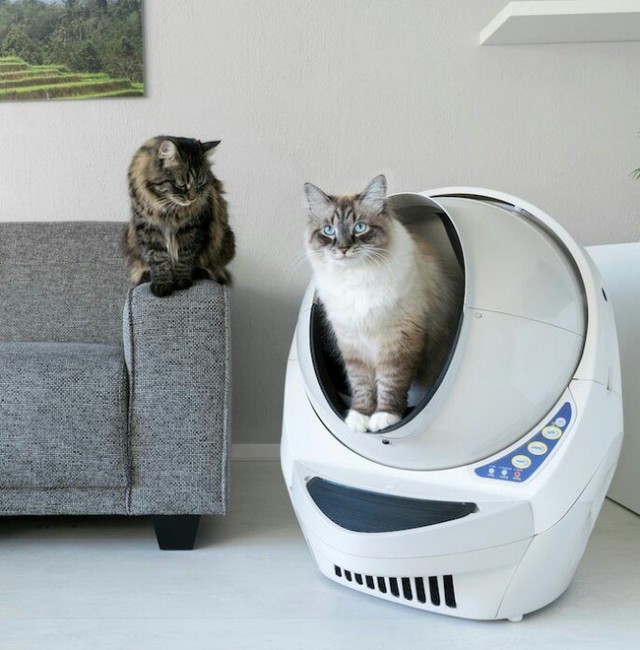 Фотобомбы котов