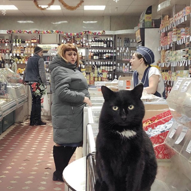 Живность из сети