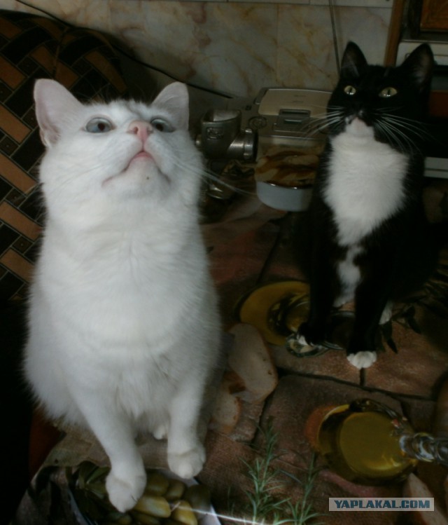Котовторник 29.5.18