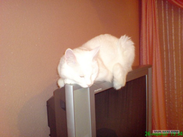 Котовторник на ЯПлакалъ (27.05.08), прикольные коты, добавляем свои!