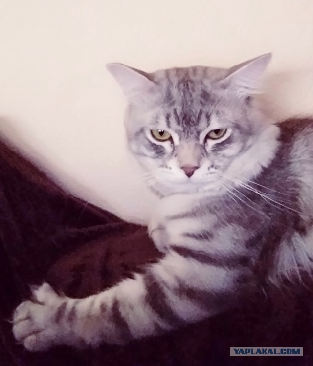 Котовторник же, уже!
