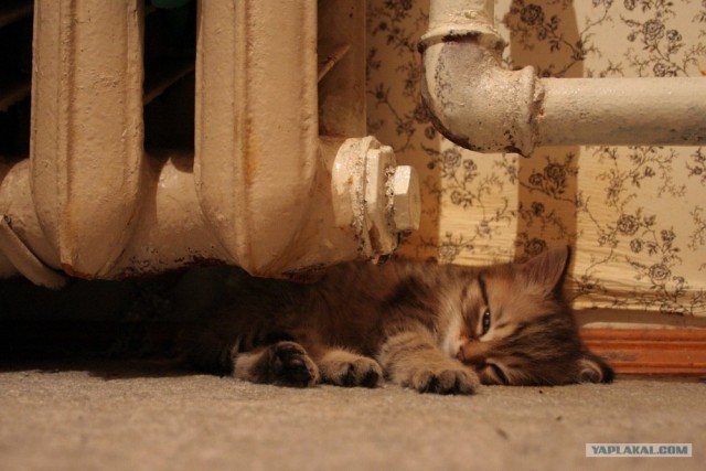 Котовторнику Да (09.12.08)