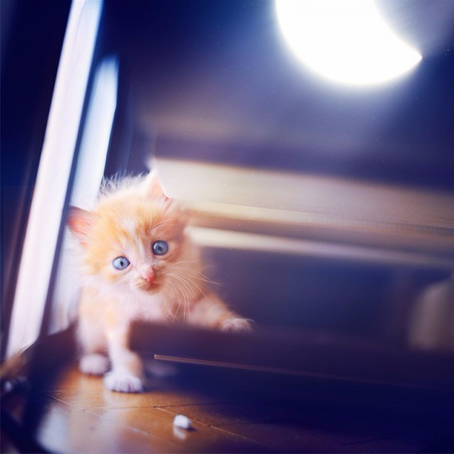Немного милоты