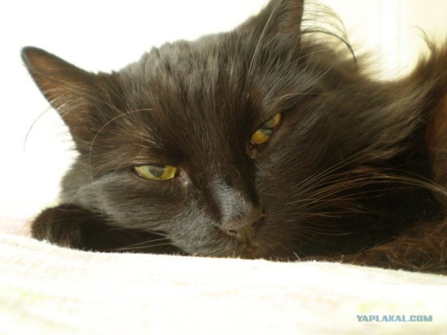 Котовторник на 22 июня