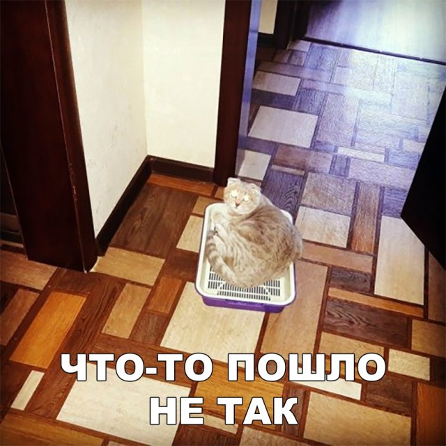 Немного милоты