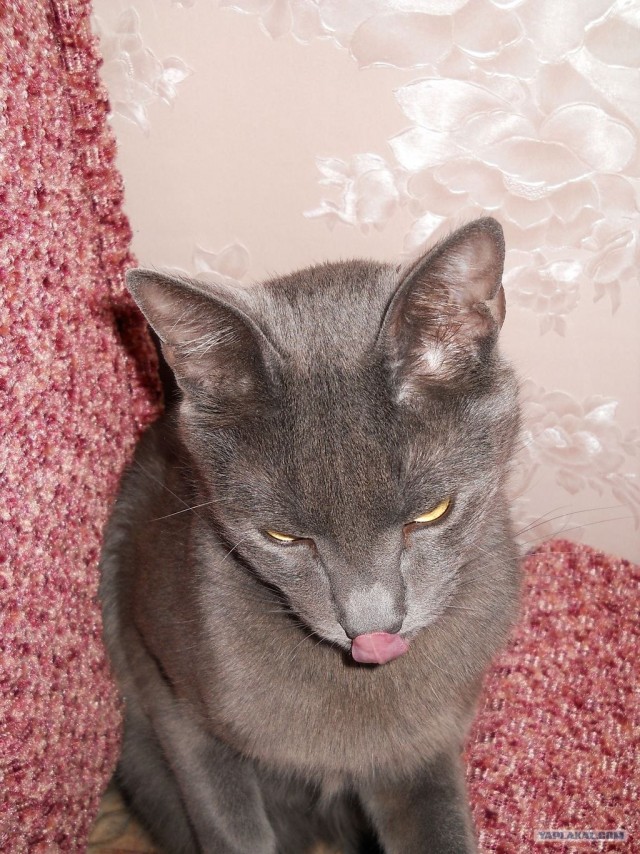 Котовторник! 11.10.11