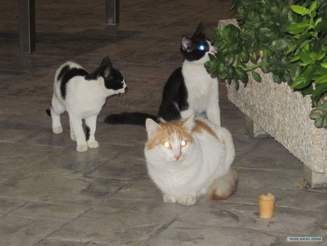 Котовторник! 08.11.11