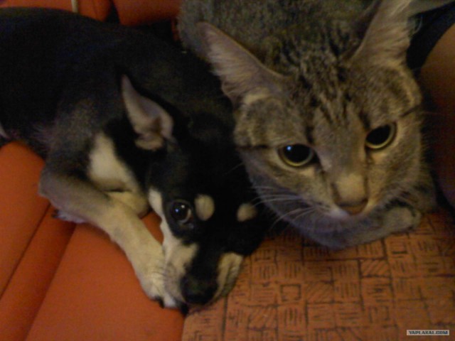 Котовторник (07.02.2012)
