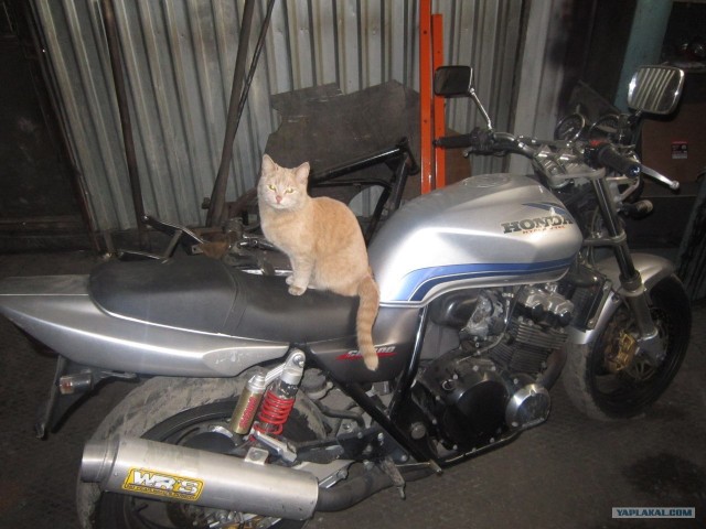 Котовторник 17.04.2012