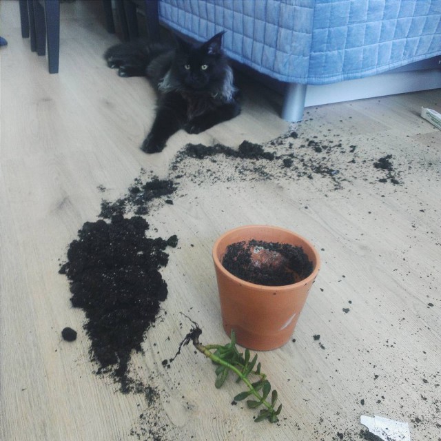 Прикольных котов пост
