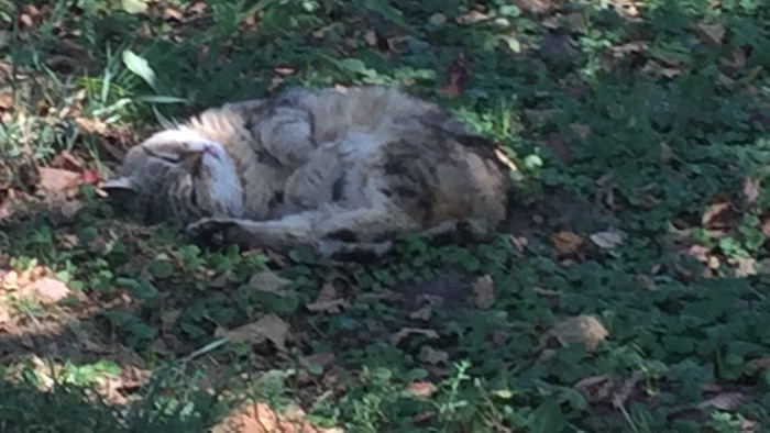 Вся красота уличных котов