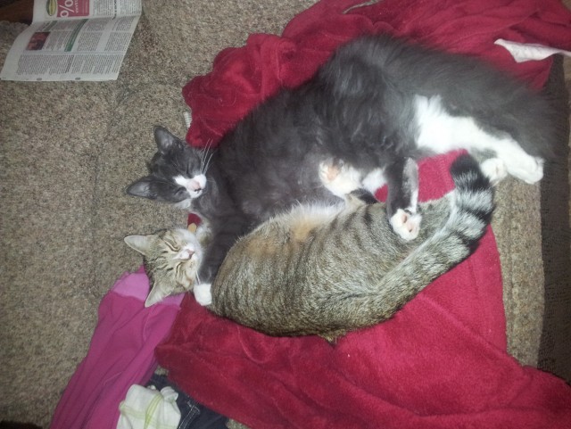 Котовторник 30.10.2012