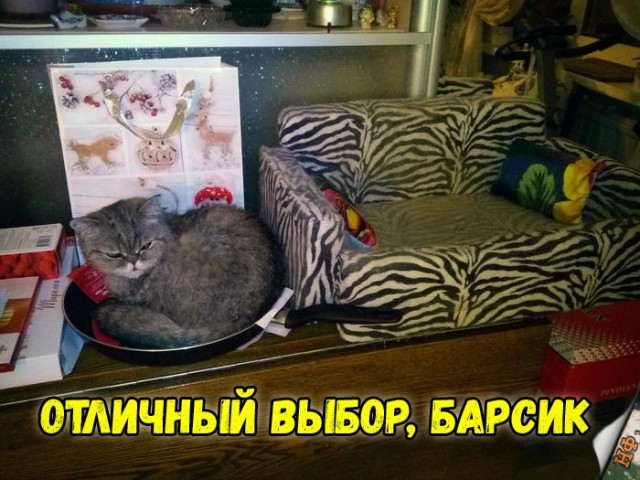 Забавные фото котеек