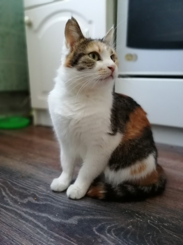 Забавные фото котеек