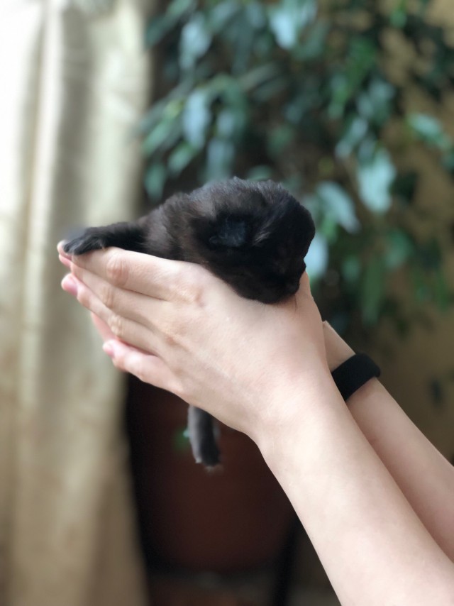 Забавные фото котеек
