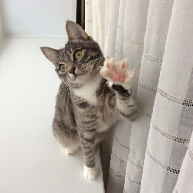 Забавные фото котеек