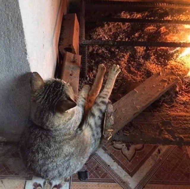 Забавные картинки с котами из сети