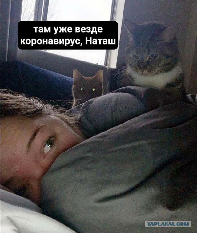 «Наташ, ты спишь?» Мемы с котами стали хроникой смутных времен