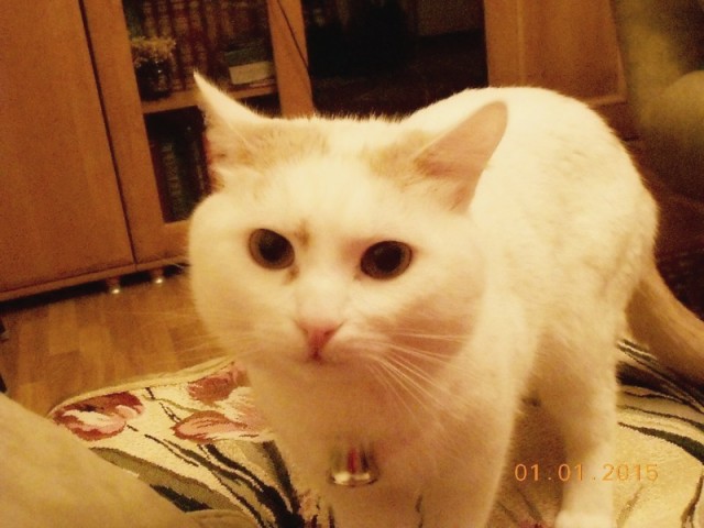 Наш кот по имени Кот