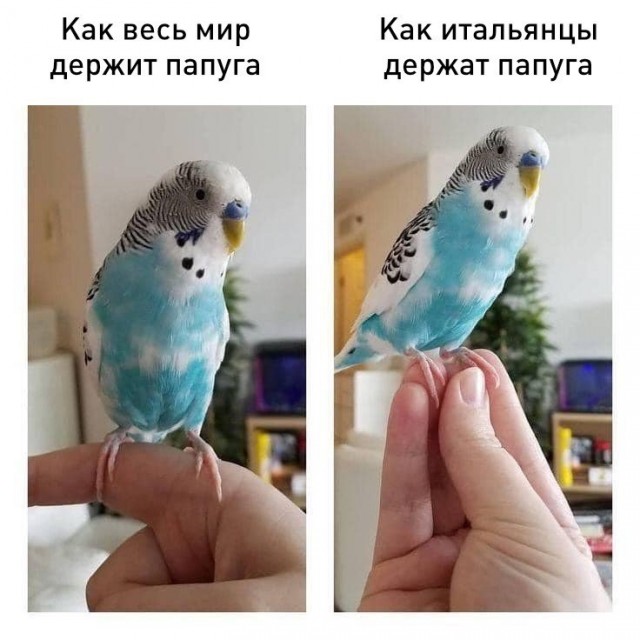 Дурацкие картинки