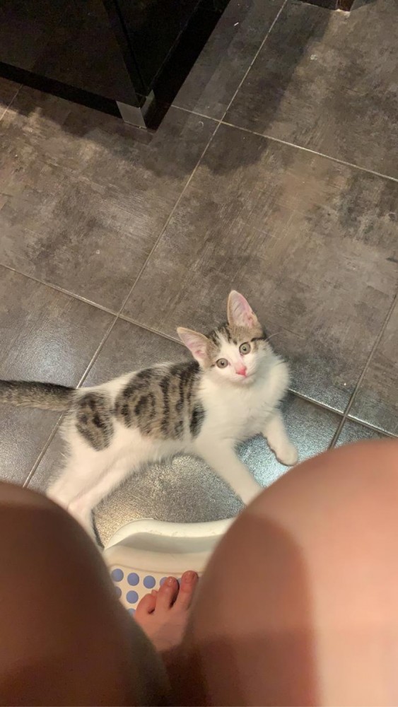 Кому котеныша?