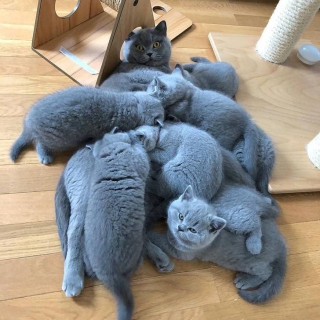 Эти забавные животные