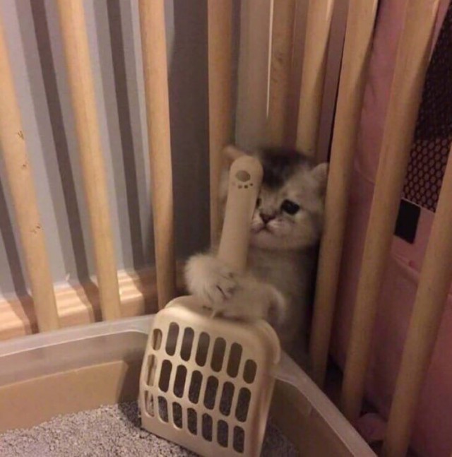 Эти забавные животные