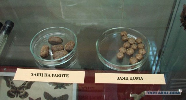 На работе и дома.