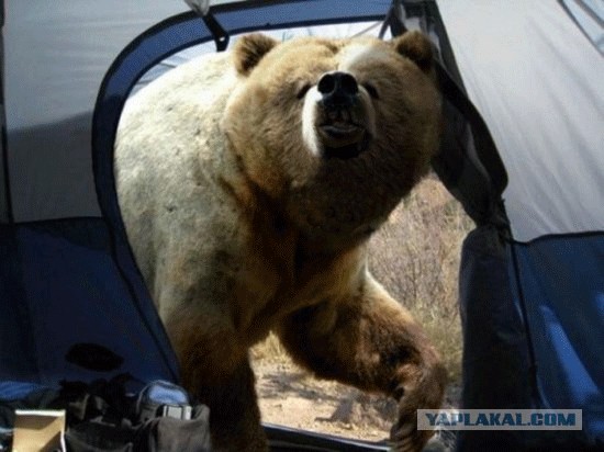 Встреча с бурым медведем
