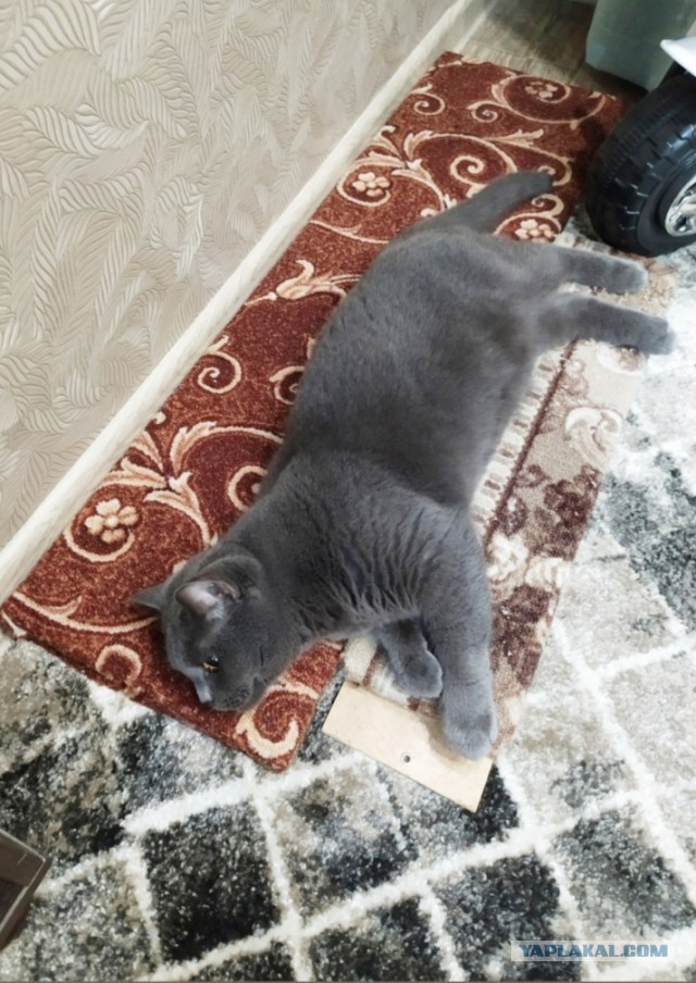 Котовторник 20.10.20