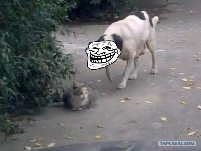 Собака-партизан