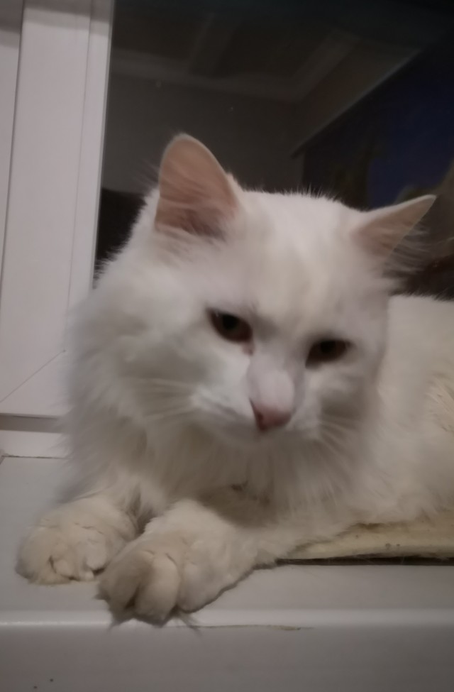 Котовторник же!