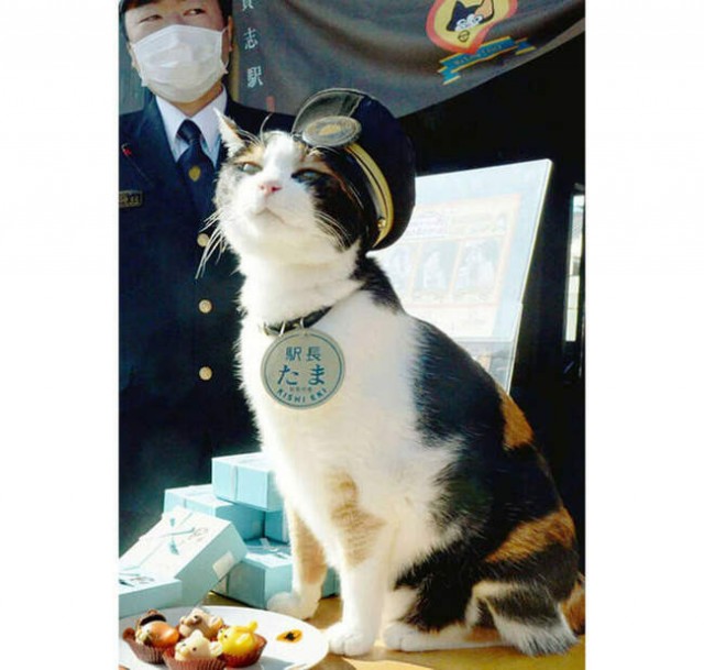 Как в Японии бродячая кошка спасла от банкротства железнодорожную станцию и стала смотрителем