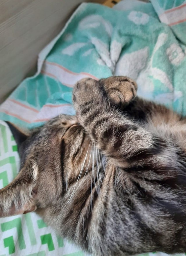 Хоба! Котовторник!
