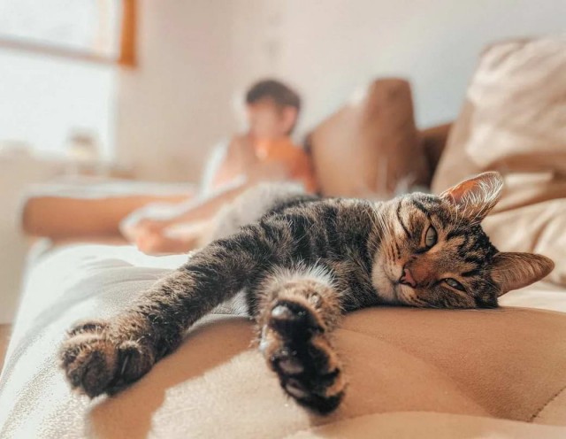 Девушки котовторника