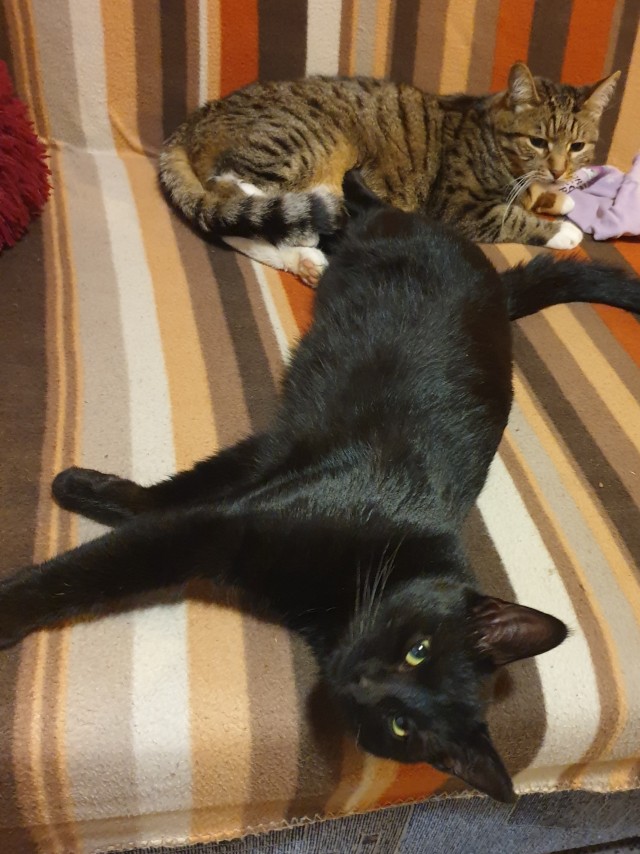 Солнце котовторника уже встало, Господа!