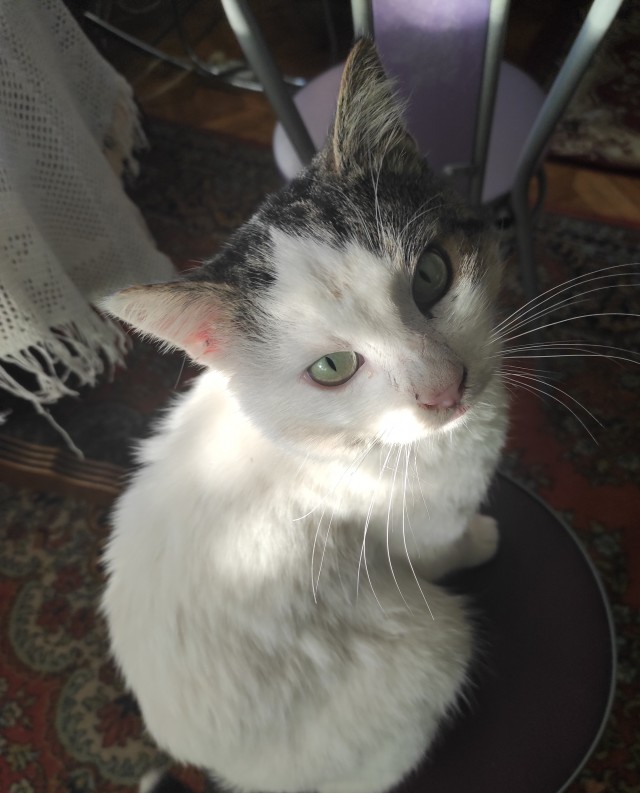 Котовторнику быть