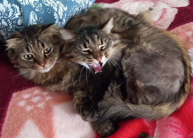 Котовторник. Февраль