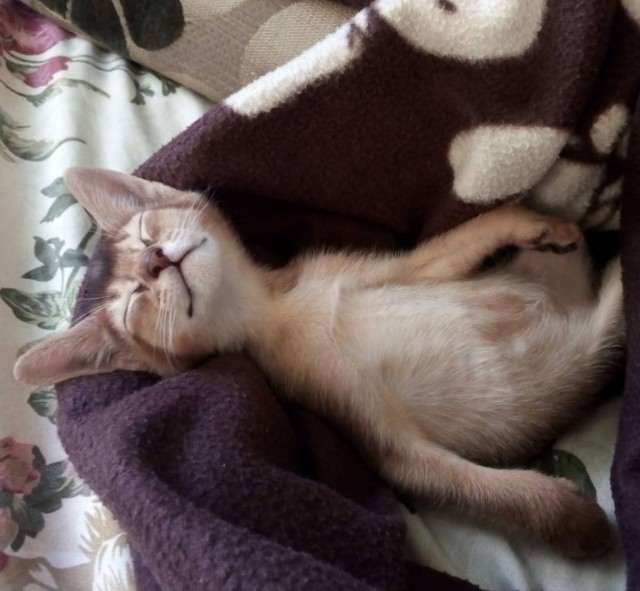 А что это мы котовторник не начинаем? Время пришло!